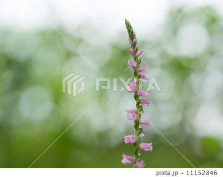 桃色のネジバナ 11152846