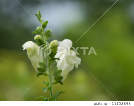 白い金魚草 11152848