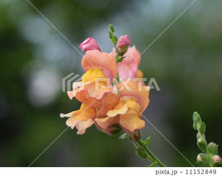 カラフルな金魚草 カラフルな金魚草 11152849