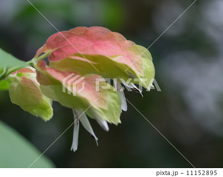 ユニークな小海老草 11152895