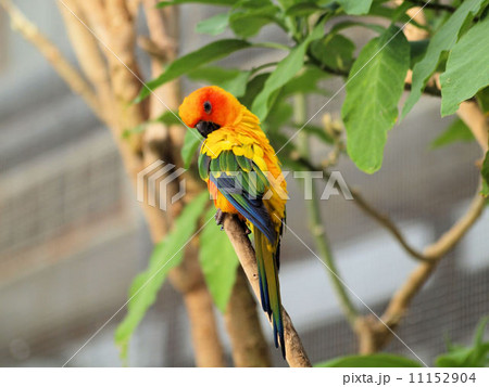 可愛いメキシコインコ 可愛いメキシコインコ 11152904