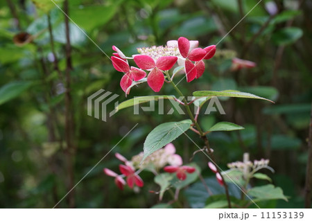 紫陽花 紫陽花 11153139