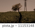 茶畑 11153148
