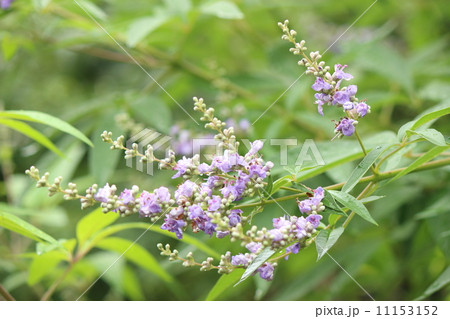 チェストツリー チェストツリー 11153152