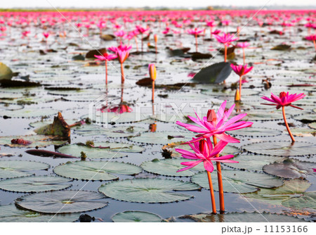 The Lake of water lily, Udonthani, Thailand The Lake of water lily, Udonthani, Thailand 11153166