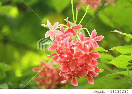 シクンシ 11153253