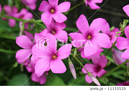 イモカタバミ(フシネハナカタバミ) イモカタバミ(フシネハナカタバミ) 11153520