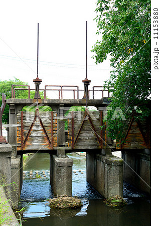 葉桜と田谷堰　川越 11153880