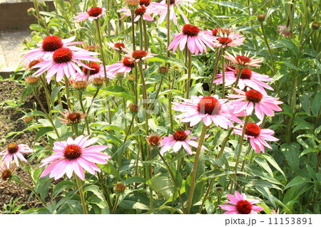 エキナセア エキナセア 11153891