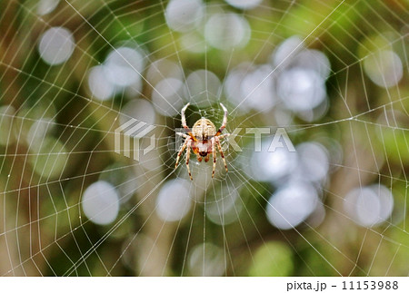 ヤマシロオニグモ 11153988