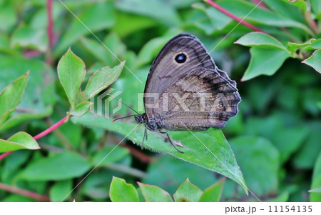 ジャノメチョウ 11154135