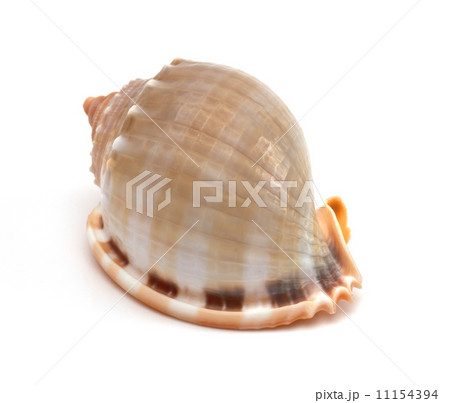 close up of a seashell on white background 11154394