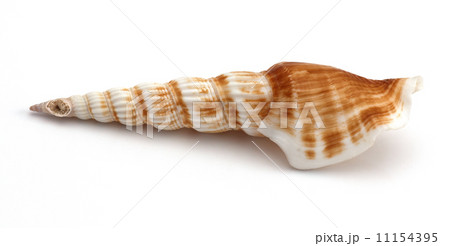 close up of a seashell on white background close up of a seashell on white background 11154395