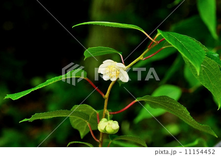 マタタビの花 11154452