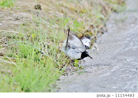 セグロセキレイ セグロセキレイ 11154483