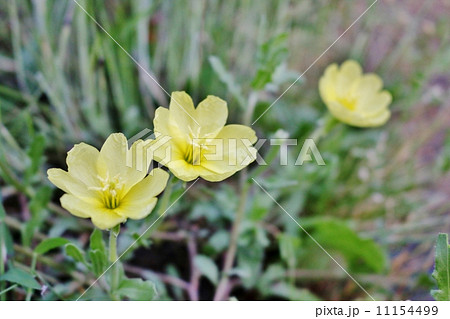 コマツヨイグサ 11154499