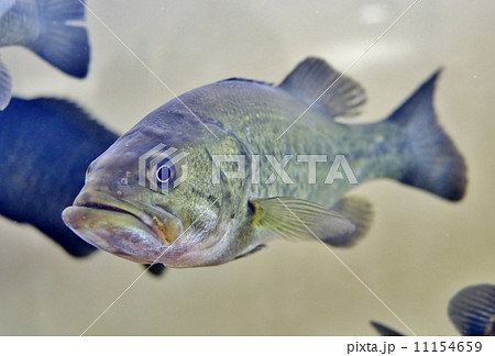 ブラックバス 11154659