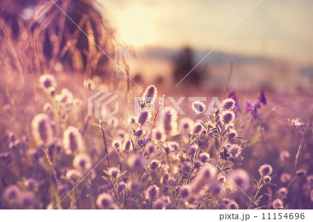 Flowers meadow 11154696
