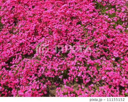 芝桜1 芝桜1 11155152