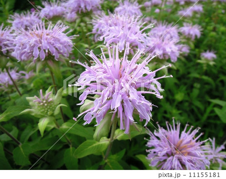 不思議な形の花 不思議な形の花 11155181