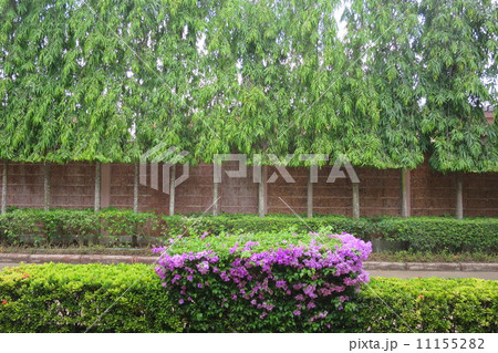 植栽 植栽 11155282