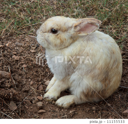 brown rabbit brown rabbit 11155533