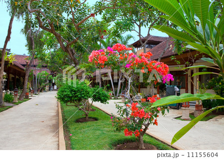 Bali. A blossoming tree on avenue, between a bungalow Bali. A blossoming tree on avenue, between a bungalow 11155604