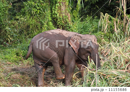 ボルネオゾウ 11155686
