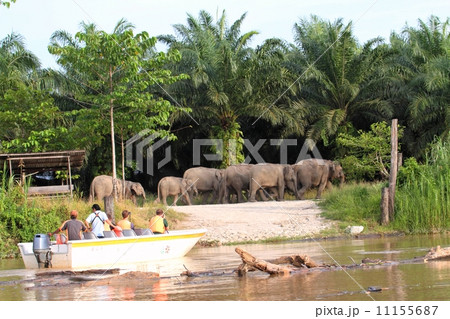 ボートクルーズでボルネオゾウを観察する人々 ボートクルーズでボルネオゾウを観察する人々 11155687