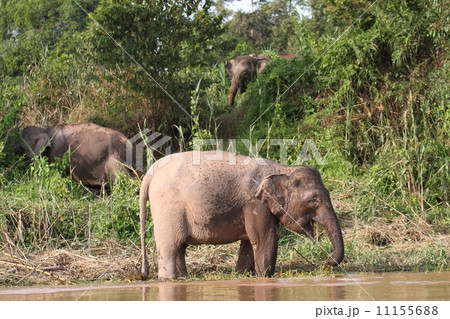 ボルネオゾウ ボルネオゾウ 11155688
