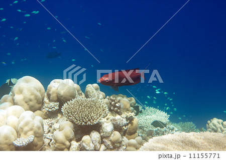 Indian ocean. .Fishes in corals. Maldives.. 11155771