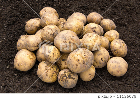 掘り立てのじゃがいも 11156079