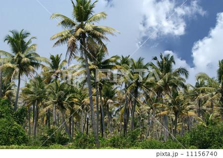coconut palms. Kerala, South India 11156740