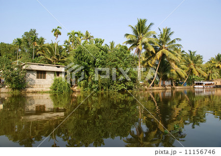 coconut palms on the shore of the lake. Kerala, South India 11156746