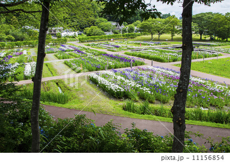 多賀城跡のあやめ園 11156854