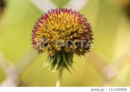 close up of a yellow and red flower with spikes 11156908
