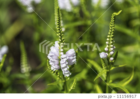 blurred close up of some sprouts in a bush 11156917