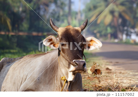 Portrait of the sacred cows of India, Kerala, South India 11157002