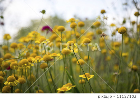 close up of a meadow with yellow flowers 11157102