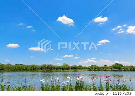 青空が広がる水元公園の小合溜とカラフルな花菖蒲 11157203