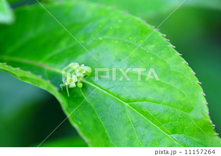 絶滅危惧植物　リュウキュウハナイカダ　(準絶滅危惧(NT)) 11157264