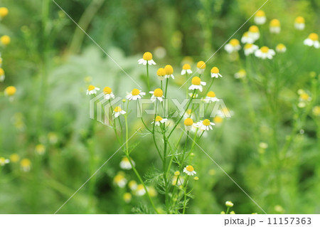 ジャーマンカモミールの花 11157363