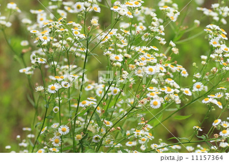 ヒメジョオンの花 11157364