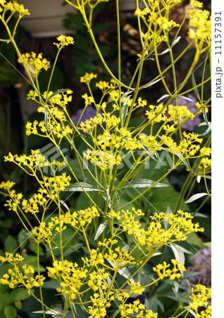 オミナエシ オミナエシ 11157391