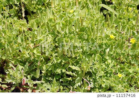 カタバミ  カタバミ  11157416