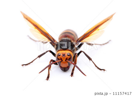 オオスズメバチ オオスズメバチ 11157417