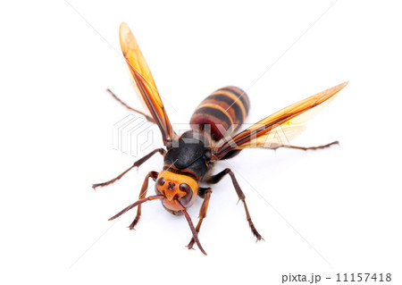 オオスズメバチ オオスズメバチ 11157418