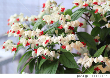ゲンペイクサギの花 11157427