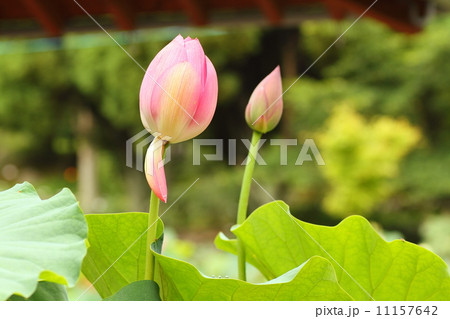 ハスの花 11157642