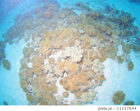 白砂に広がるイソギンチャク 白砂に広がるイソギンチャク 11157644